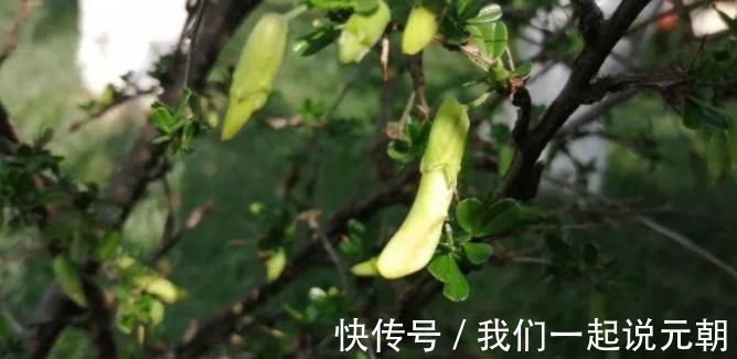 滋补|女性不想早衰,4种食物经常吃,补水养颜,天然滋补,早吃早好