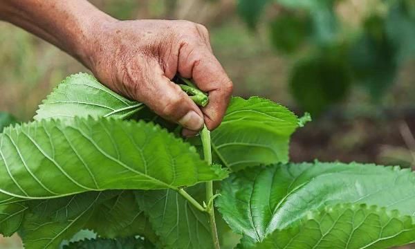 桑葉又稱“神仙草”,堅持用桑葉泡水喝,身體會嘗到4個“甜頭”