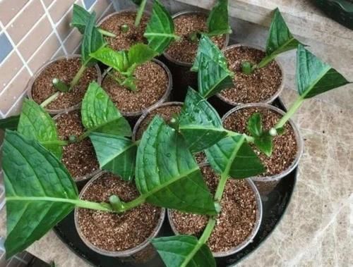 阳台|秋天，最适合扦插4种花，沾土就活，一次扦插50盆，开满阳台！