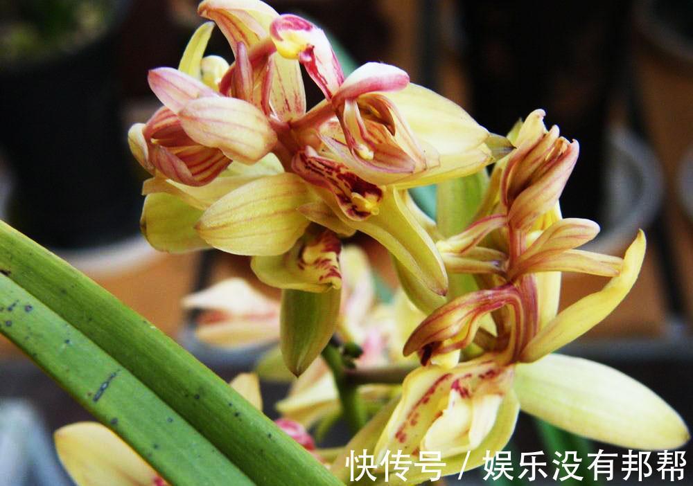 圣女贞德|养花试试这几款，可盆栽种植，是阳台族的福音