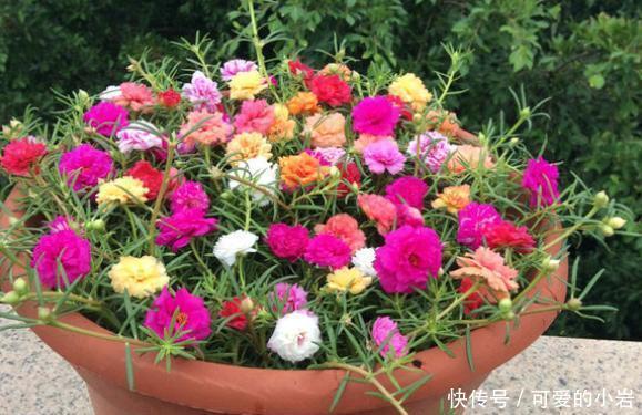 它叫“半枝莲”,开花似“牡丹”,撒一把种,开一片“五彩花”