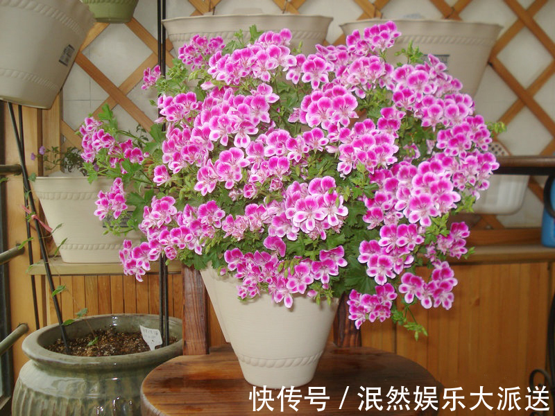 让长寿花、天竺葵花朵开爆盆记住1个“时间表”,跟着学就行了