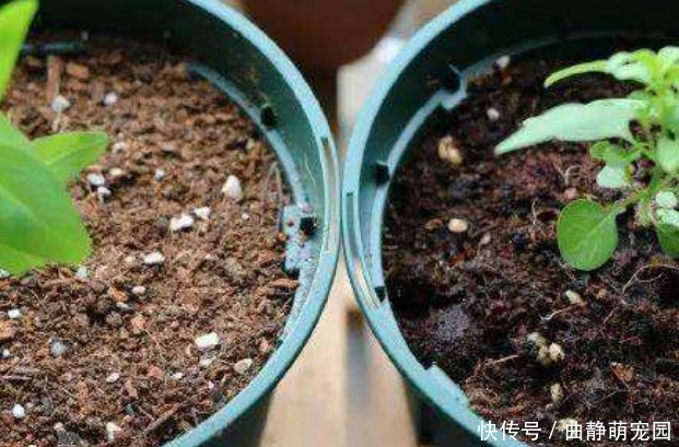 判断|别再固定时间给花浇水了！学会3种小方法，不再干根、烂根！