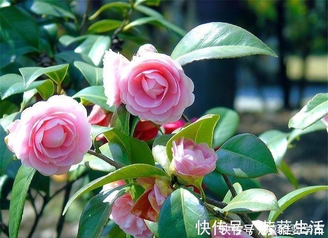 盆栽|5种比香水还香的盆栽花卉,开花漂亮香气浓郁,人称“香水之王”!