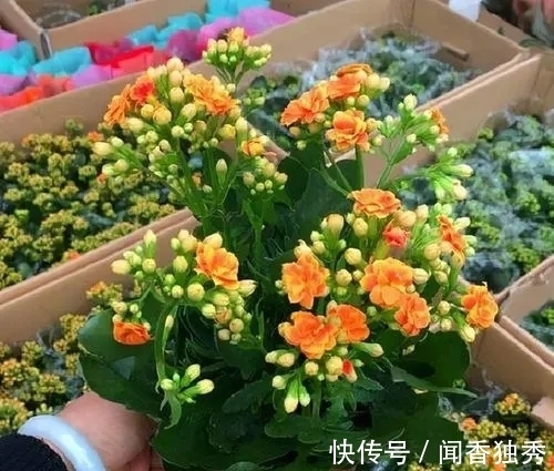 长寿花|长寿花“12月”不长花苞？赶紧狠心“虐一虐”