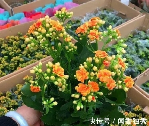 长寿花“12月”不长花苞?赶紧狠心“虐一虐”