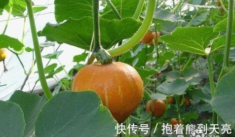 南瓜|可以杀死癌细胞的蔬菜