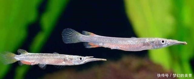 名字|一种小众小型观赏鱼,它的名字正反念都正确,还可以直接生小鱼