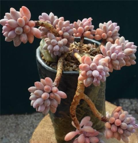 10年多肉大师的经验分享,做好一件事,多肉长成高价老桩