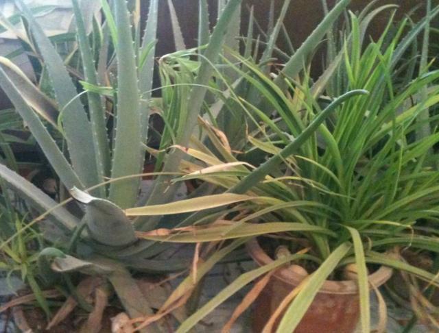 芦荟黄叶还烂根,大多浇水没浇对,四季这样浇水,反而长得更好