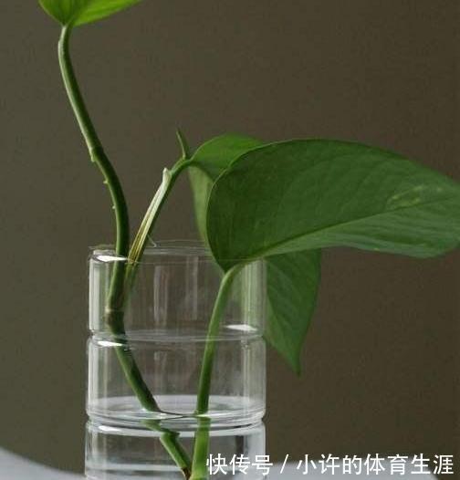 奶粉罐不要扔,拿来养花,比花盆还好看