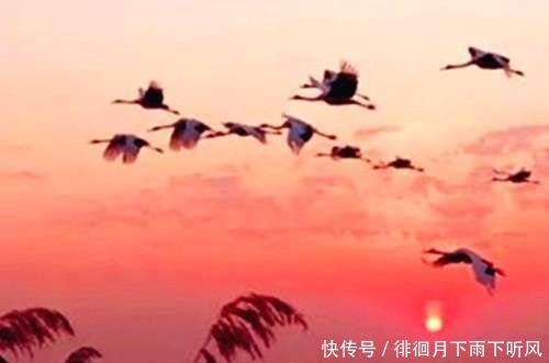 八首秋诗一抹残香寒石径,半轮秋影渡愁心