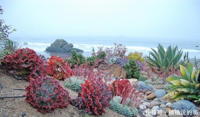 野外4种“野盆栽”,随便挖回家一棵,漂亮无比,省下买花钱