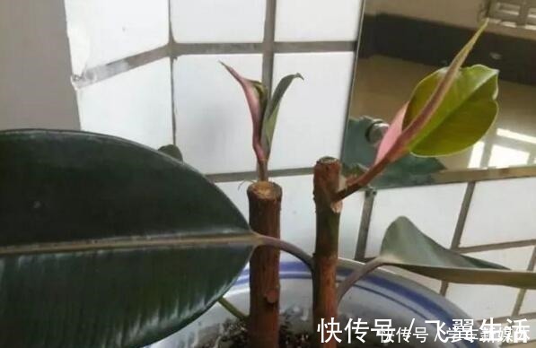 有型|橡皮树有个“贱毛病”！越剪越有型，越剪越好看，赶紧学！