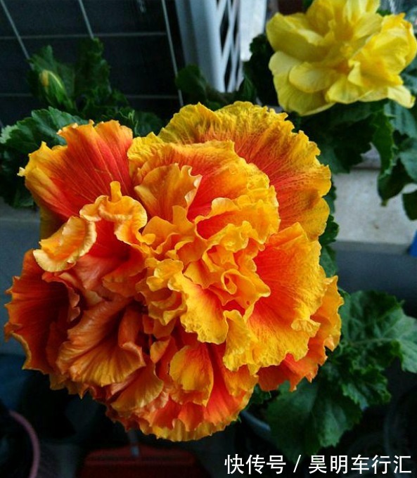 邻居在窗台养了1种花,开花太漂亮,花色像“黄金”,美得发光
