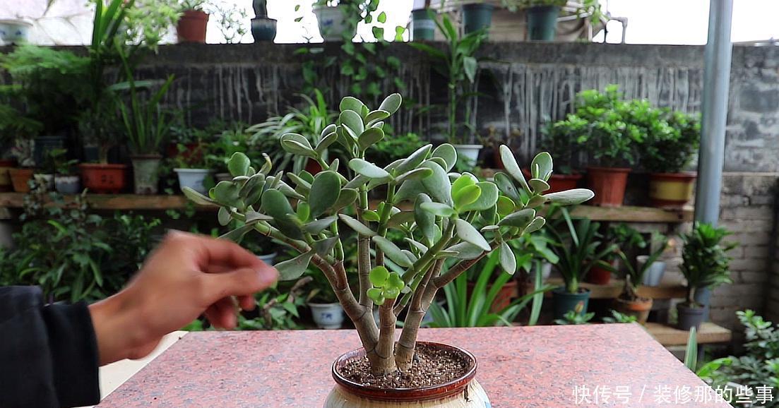 玛格丽特|8种漂亮花,夏天“少浇水”,浇一盆烂一盆,后悔也晚了