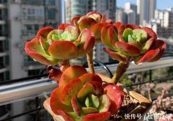 养多肉,一到夏季就徒长、黑腐、化水谨记3点保管枝叶繁茂