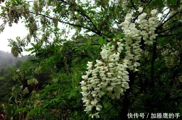水芹菜|農村有些野菜農村人都不喜歡吃,但都有很多功效