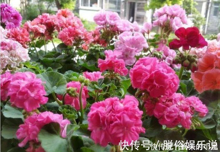 龙吐珠|阳台养这几朵花，花开不断，一盆千百朵，枝头花苞满