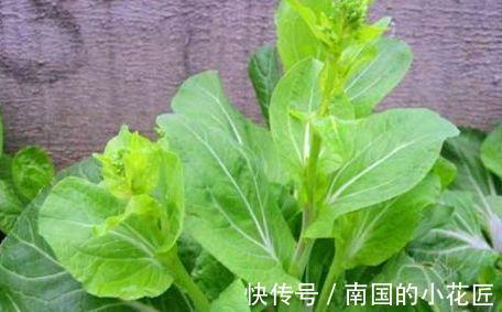 促进|女性到了中年,常吃3种食物,健胃消食,改善便秘,促进排毒