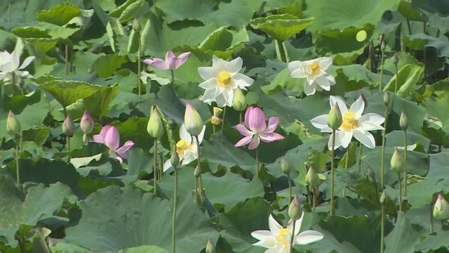 荷花|东莞桥头：又到赏荷季 荷花文旅产业园的荷花率先绽放