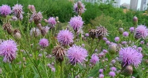  食物|冬天季节，常食这三种食物，养颜美容，滋润皮肤，保持身材