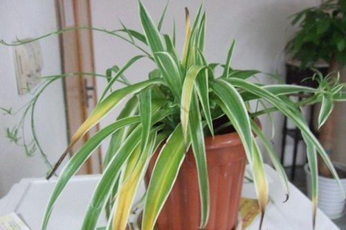 光照|家里花草容易“干尖”4个原因要知道,用3个方法能预防