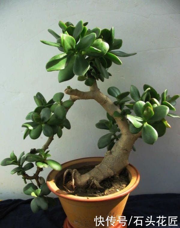 富贵竹|家里有5种花，春天记得“打头”修剪1下，这样才能长“饱满”