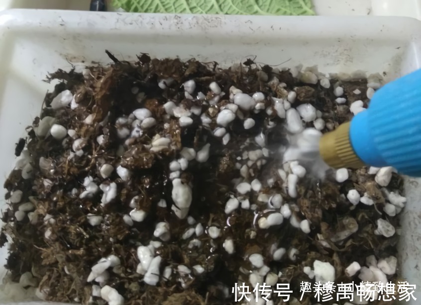 这种花，摘片叶子划2刀，插土里20天爆小苗，花大形美、颜色艳