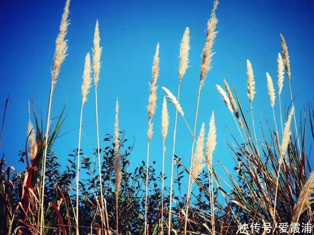  蓝天为幕，荻花舞动，霞浦的冬天原来也能这样优雅