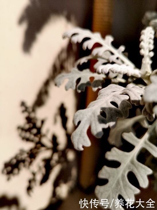 一种花长得像雪花,全身银白色,气质高雅有格调