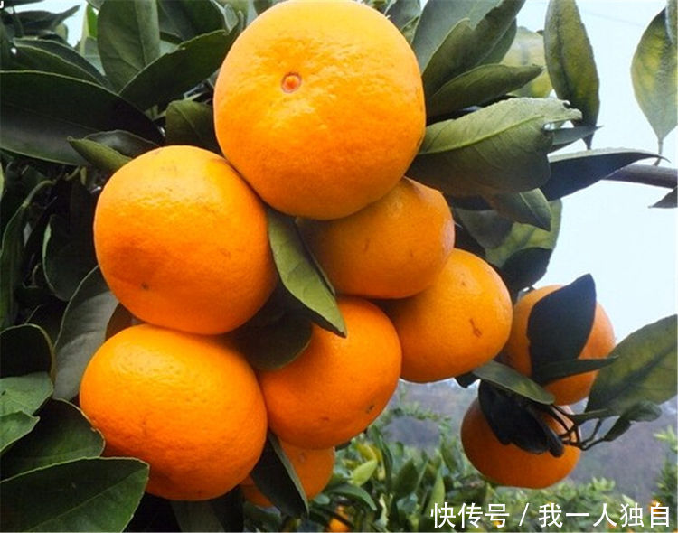 适合女性吃的3种食物，延年益寿，保健增智，好吃又不贵
