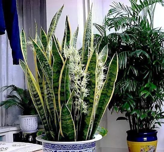 需要特殊照顾的花卉，小盆少水多太阳，长势反而更喜人