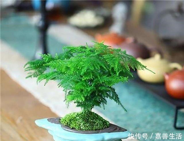 文竹里面加一种东西，养得又绿又健康！先收藏以后用得上！