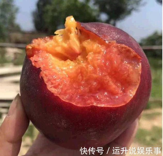 它是“最贵”果树,沾土就活,比苹果好吃10倍,种一盆来年吃不完