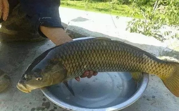 钓友|野钓时,大鱼进窝会出现这3种信号,钓友:随便一钓都很过瘾