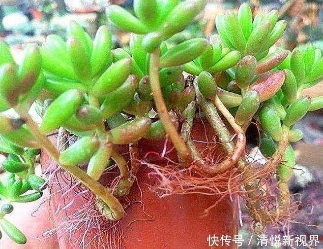 气根|多肉全是“胡须”，这是“求救”信号，多肉爱好者要引起重视！
