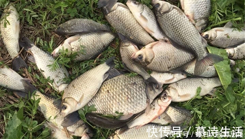 蚯蚓|钓鱼技巧:民间野钓打窝“土方法”,方法是真土,效果是真的好!
