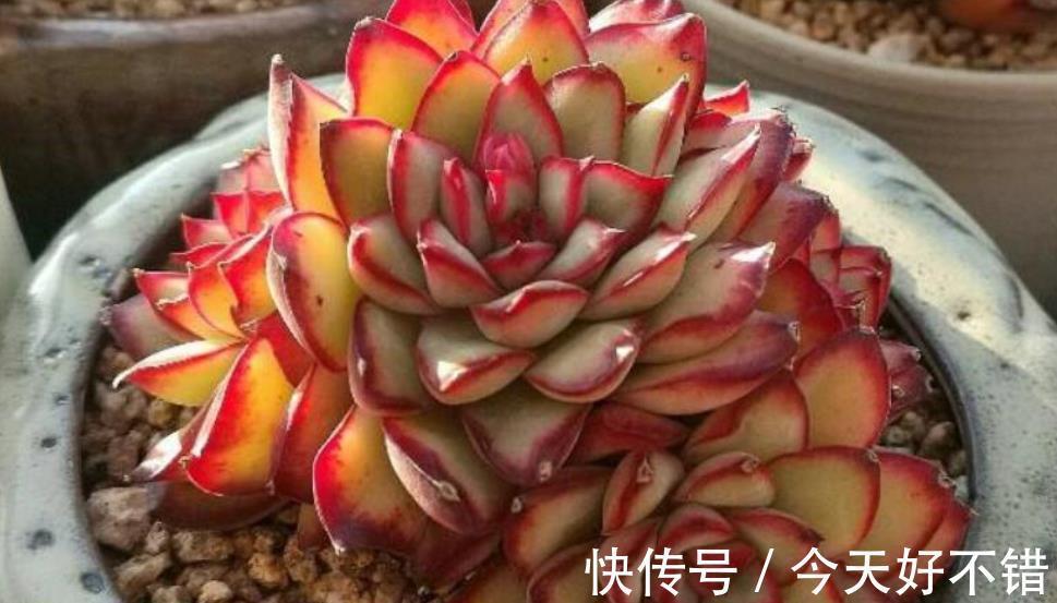 养多肉多年,总结出种莲座状品种,好养好看还不贵,适合新手