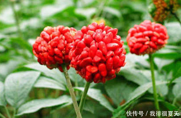 女性爱美,坚持吃“3朵金花”,排出毒素,净化血液,滋养子宫