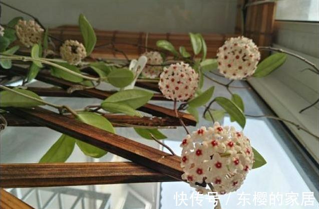 花期最长4种花，漂亮似牡丹，轻松一养就爆盆，不要错过