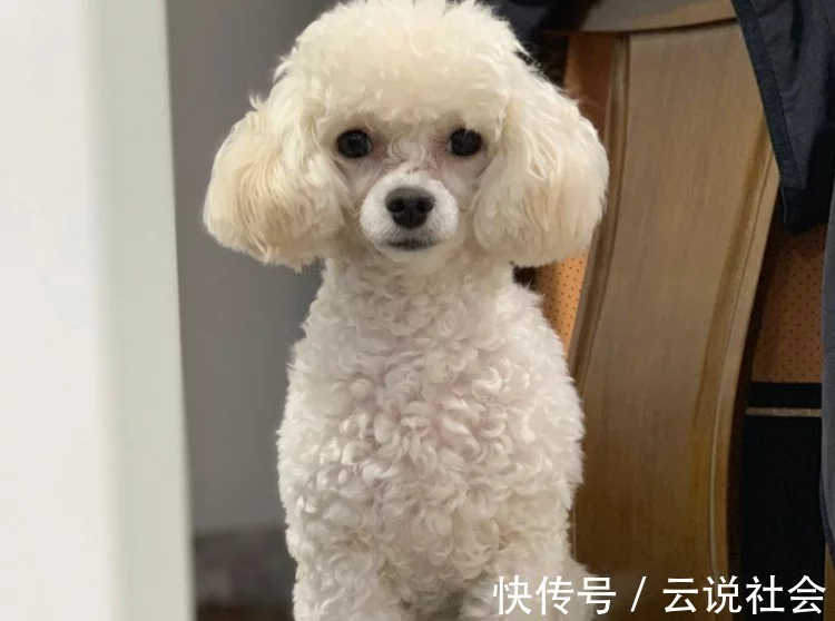 贵宾犬饲养指南，建议收藏”