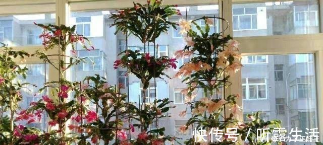 3种“便宜花”这样养一养,一年变“老桩”,开花千朵还“镇宅”