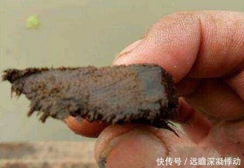 黑木|奇闻:男子打鱼捞出“黑木”,拿去做鉴定,结果乐开了花