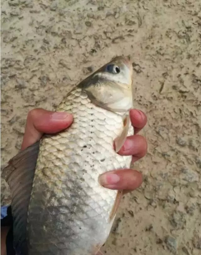 冬钓鲫鱼该怎么抓口？把鲫鱼的吃饵方式弄懂，中鱼率就不是问题了