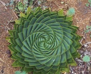  芦荟|物以稀为贵，1盆芦荟上万元，就这颜值？你值得拥有