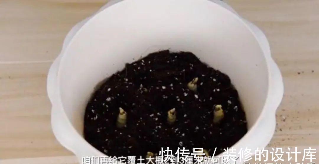 芦荟|8种花像“老母猪”,种一棵,生一窝,多得没地方养