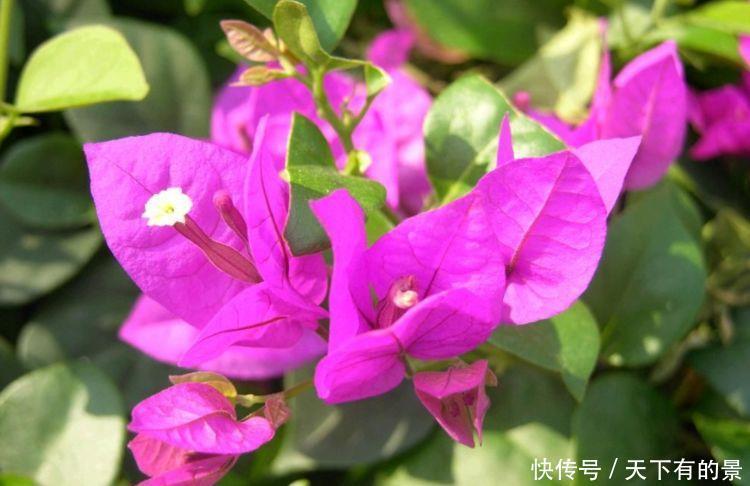 超漂亮的几款花卉,沾土就活,生命力都特别旺盛