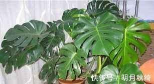 叶片|“3种花”养客厅,大气、上档次,吸“甲醛”效果好,空气清新