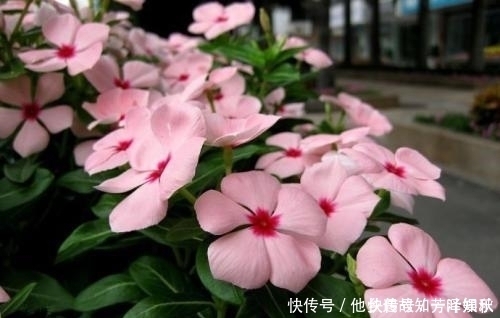 教你自制养花肥水,每月给花浇两次,啥花都抢着冒花苞